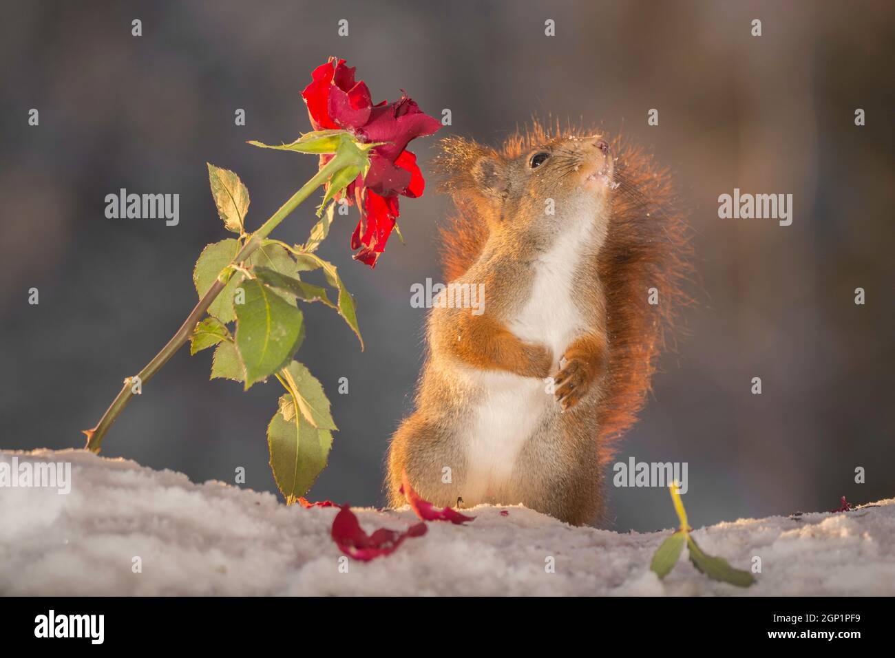 Eichhörnchen stehen im Schnee mit einer roten Rose und nachschlagen Stockfoto