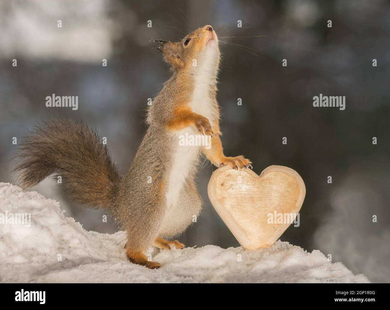 Profil und Nahaufnahme von zwei roten Eichhörnchen gegenüber in Form eines Herzens Stockfoto