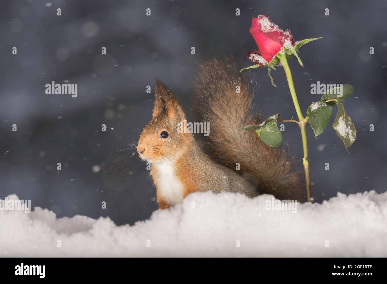 Eichhörnchen stehen neben einer roten Rose während schneit Stockfoto