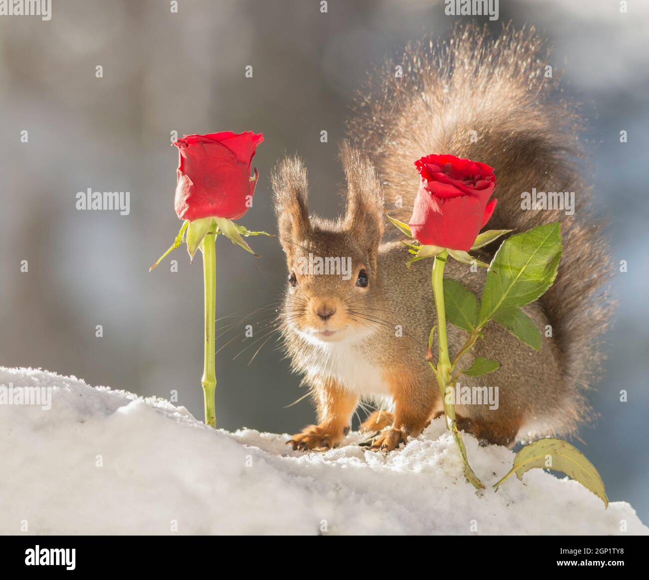 Eichhörnchen mit Schnee stehend zwischen rote Rosen, Blick auf den Betrachter Stockfoto