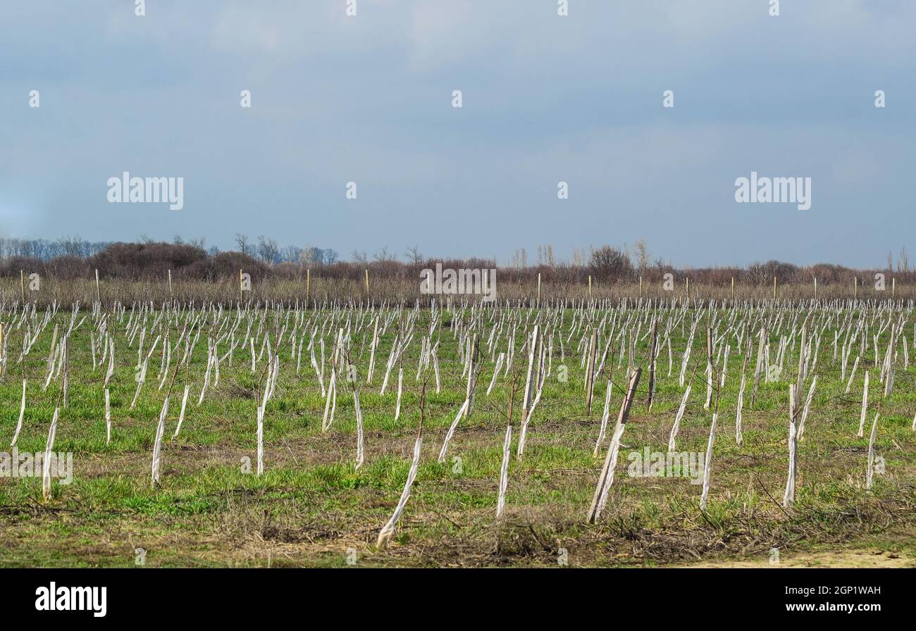 Junge mit Apfelbäumen. Anbau und Pflege von Obstgarten von Apfelbäumen. Stockfoto