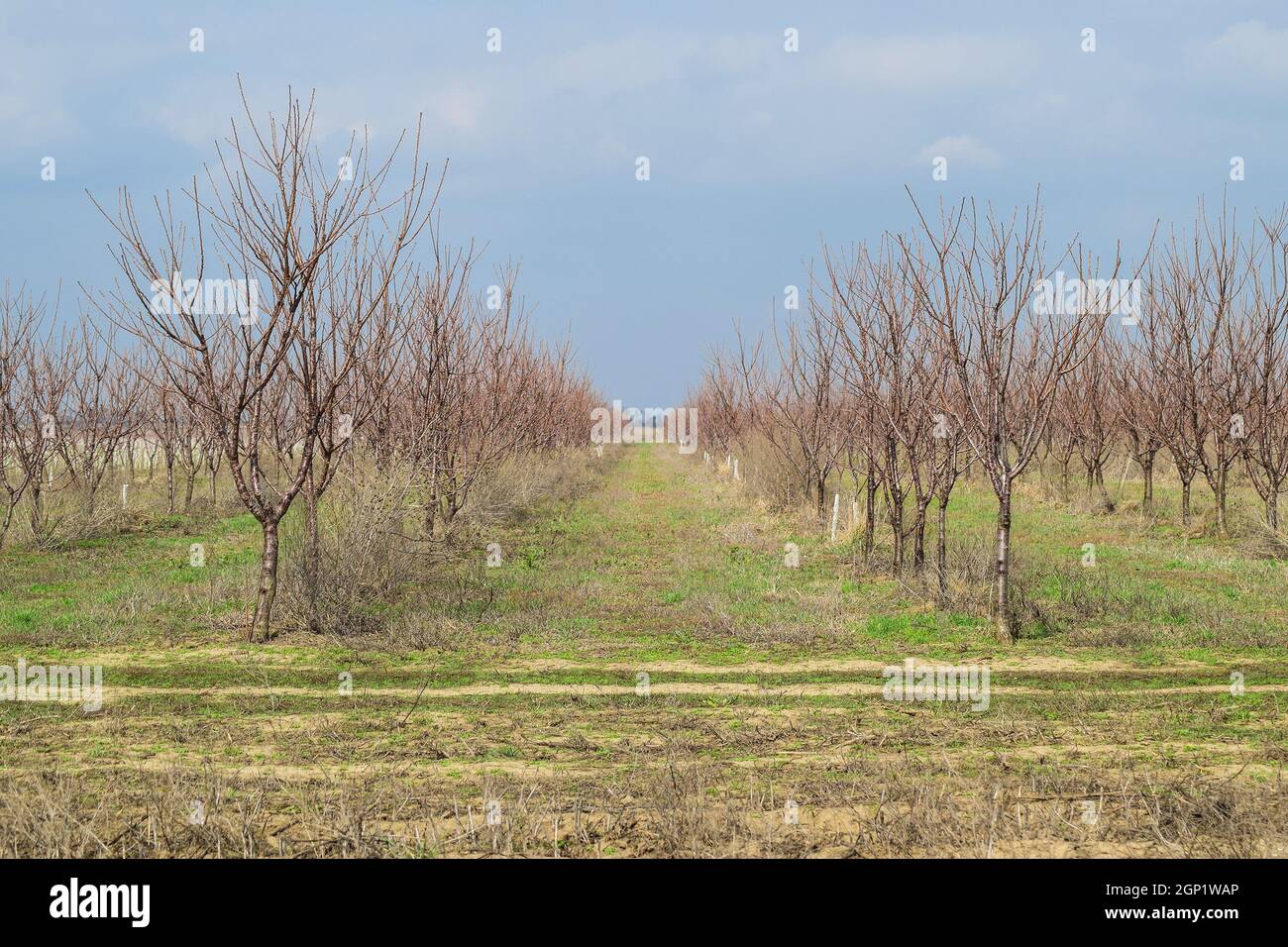 Young Kirschgarten. Anbau und Pflege von Obstgarten von Kirschbäumen. Stockfoto