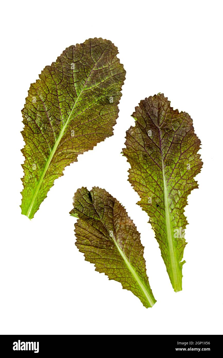 Frisch geerntete rote Senfblätter auf weißem Hintergrund Stockfoto