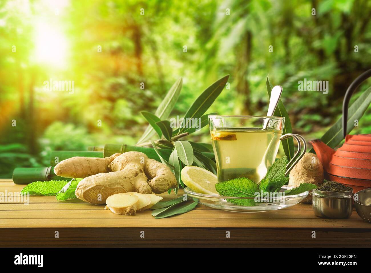 Tasse grüner Tee mit Zitronenminze und Ingwer auf Holztisch mit Pflanzen, Teekannen und Bambusstöcken im Wald Vorderansicht. Stockfoto