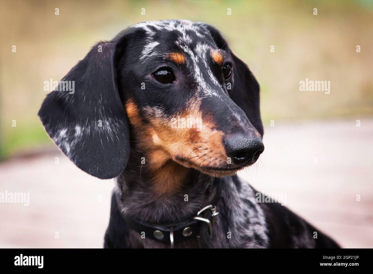 Porträt eines Dackel-Hundes, marmorierte Farbe, im Freien Stockfoto