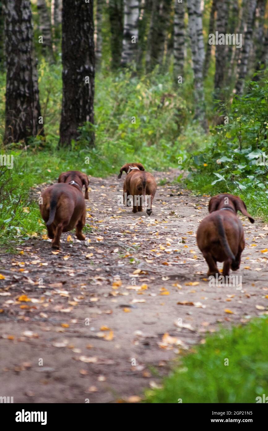 Mehrere Hunde der Dachshund Rasse, rot und schwarz, laufen im Herbst im Wald auf einem Pfad zwischen den Bäumen weg Stockfoto