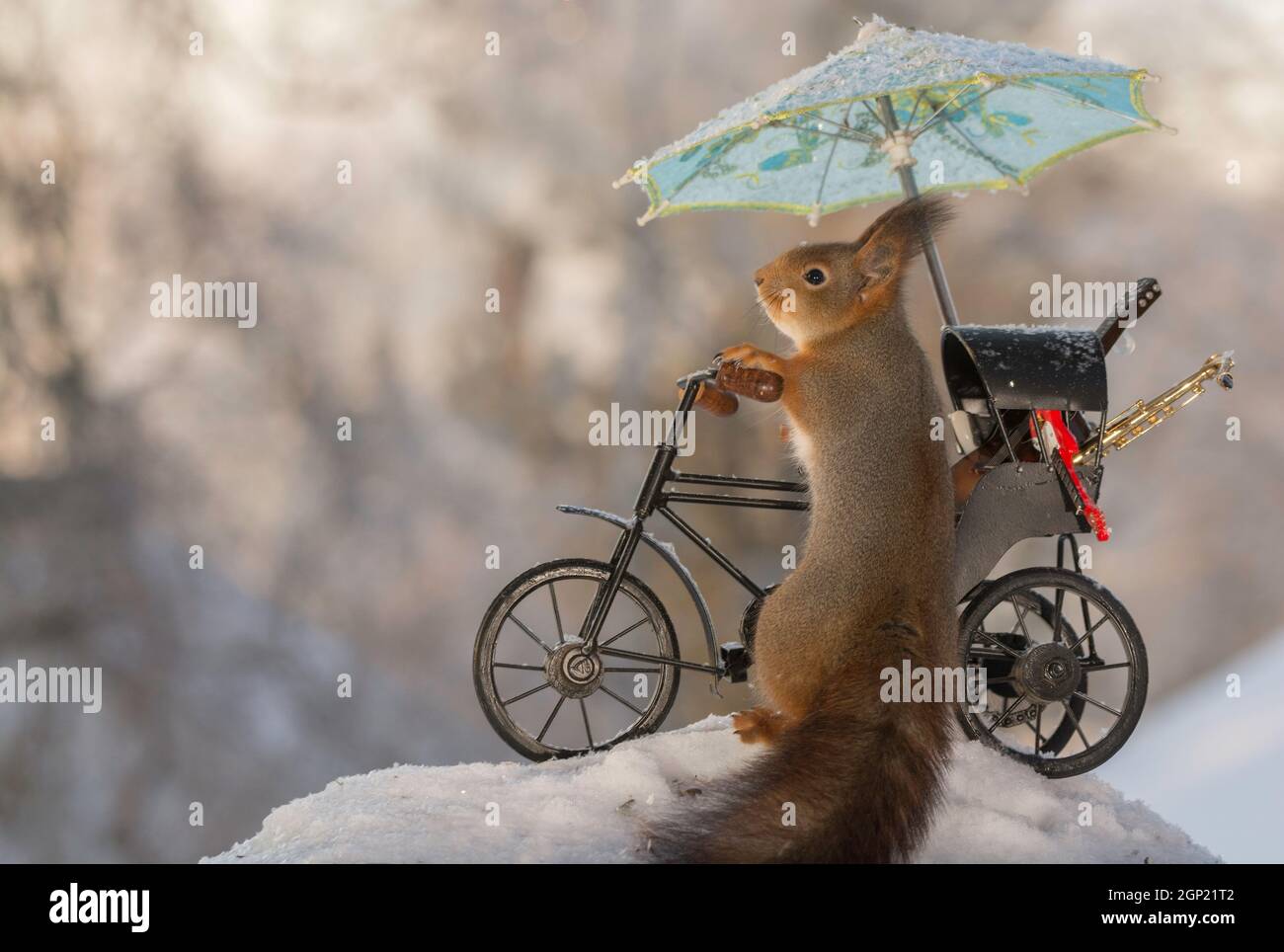Nahaufnahme von roten Eichhörnchen hält einen Zyklus mit Musikinstrumenten und Sonnenschirm mit Schnee unter Stockfoto
