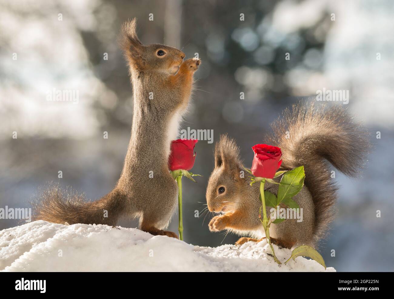 Eichhörnchen mit Schnee stehend zwischen rote Rosen Stockfoto