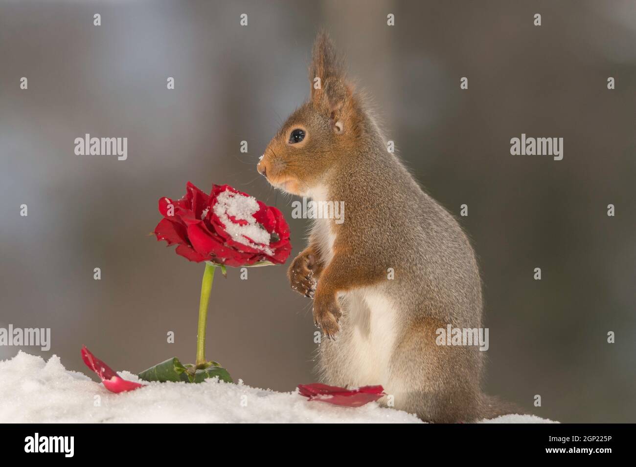 Eichhörnchen mit Schnee mit Blick auf eine rote rose Stockfoto