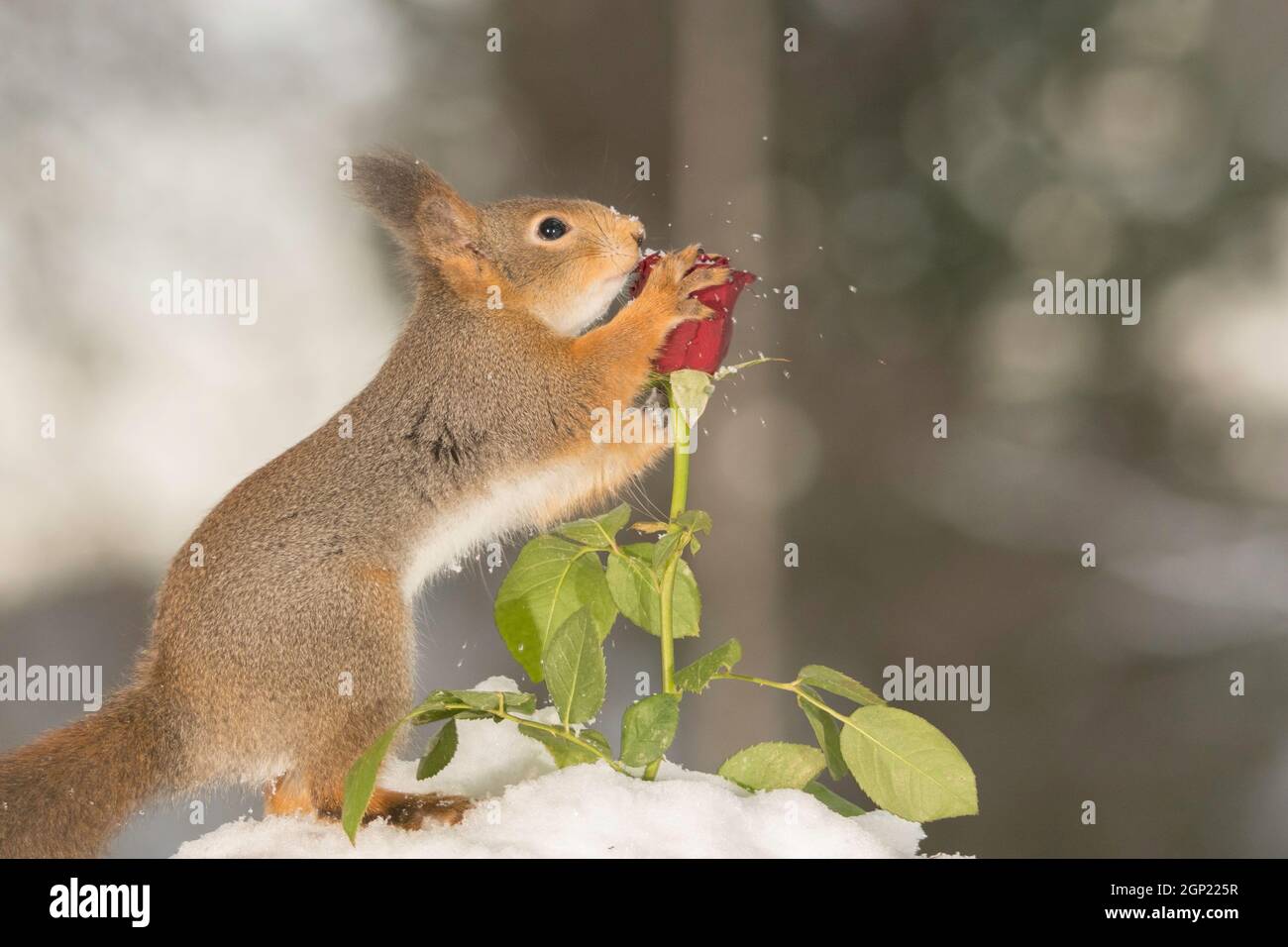 Nahaufnahme von roten Eichhörnchen berühren und schütteln eine Rose mit Schnee Stockfoto
