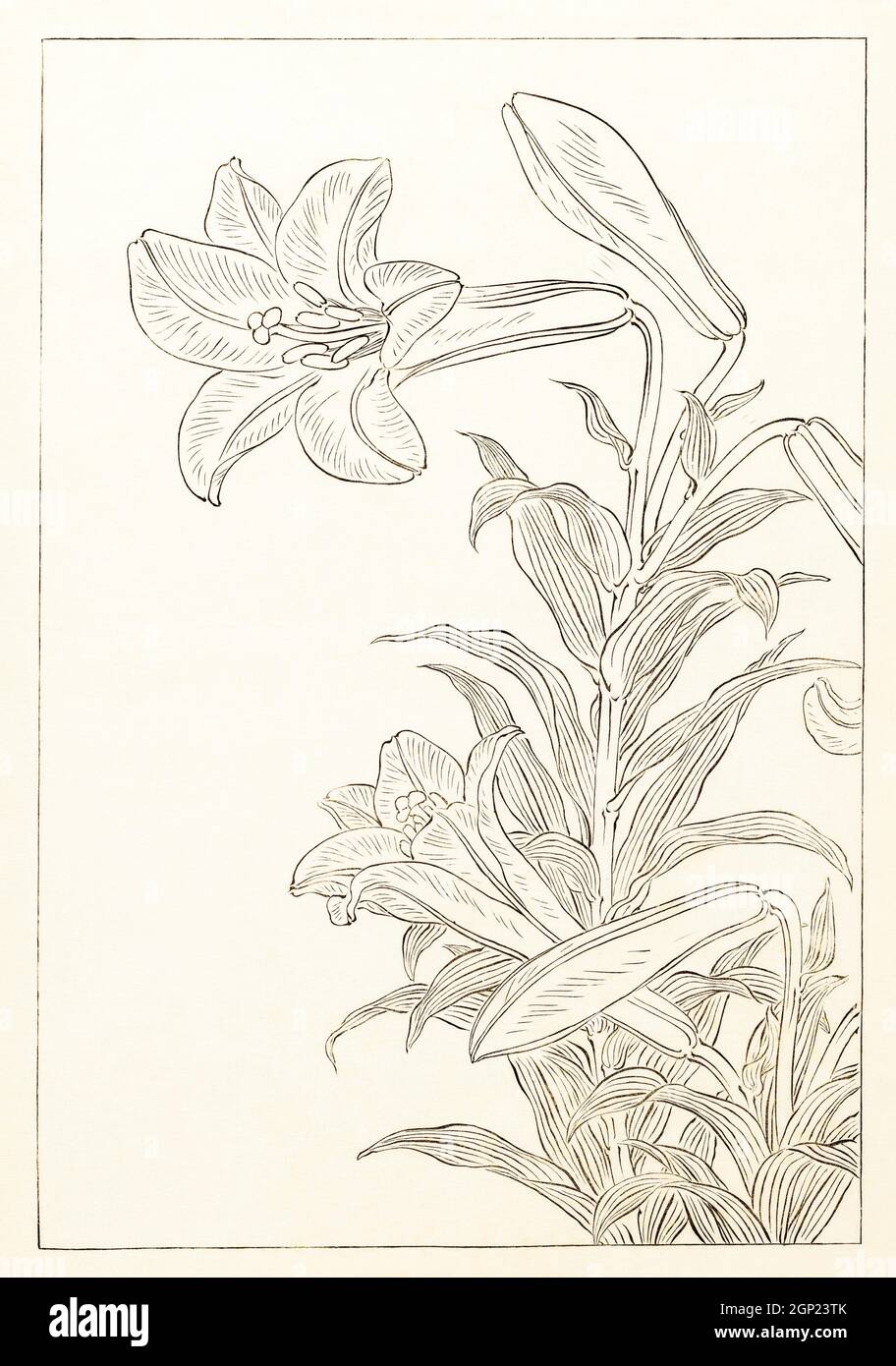 Lilien, Ohara Koton (1920 - 1930) von Ohara Koton (1877-1945). Stockfoto