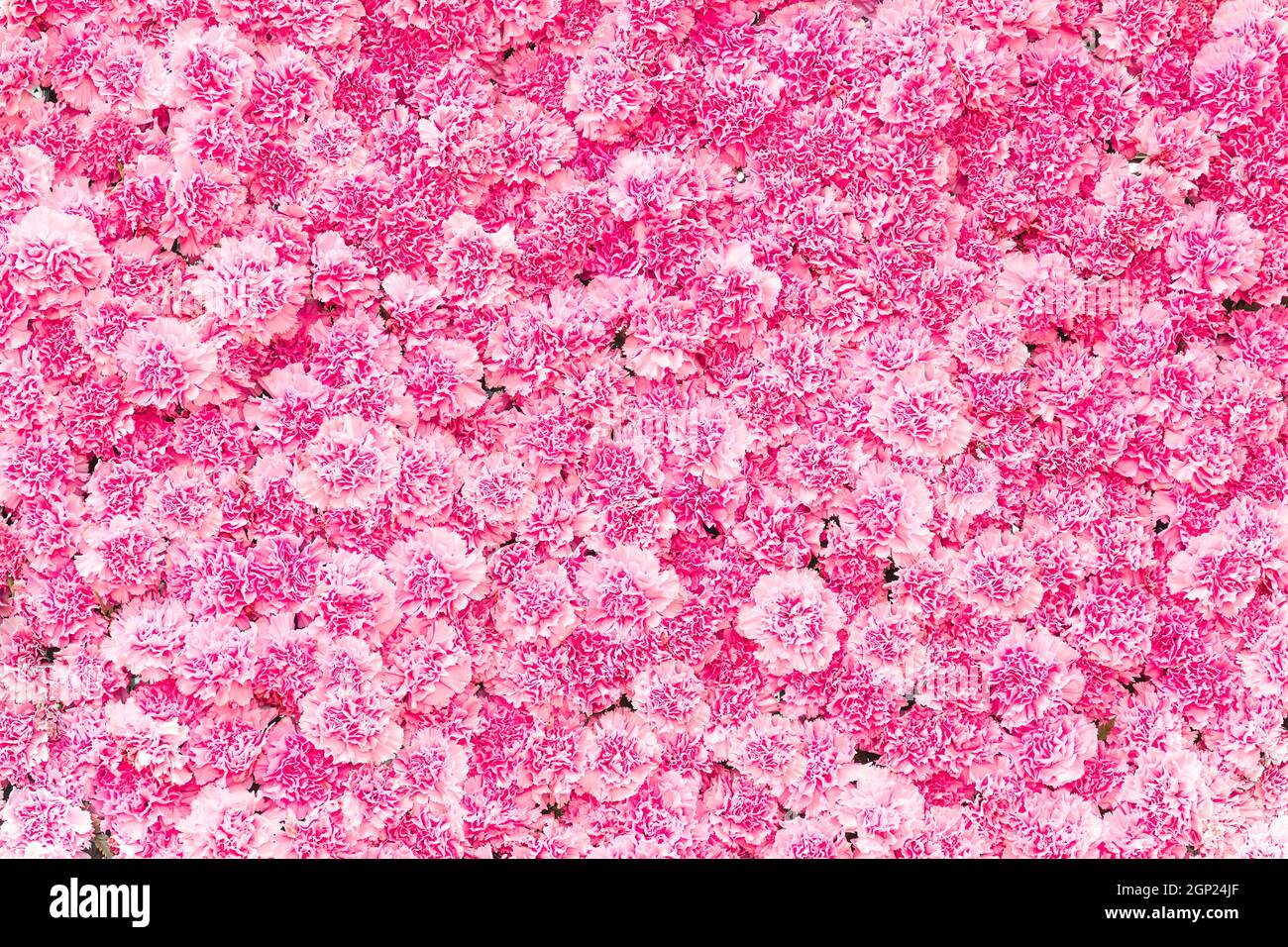 Schöne rosa Nelke Blume, rosa Blume Hintergrund der Nelke Blume Stockfoto