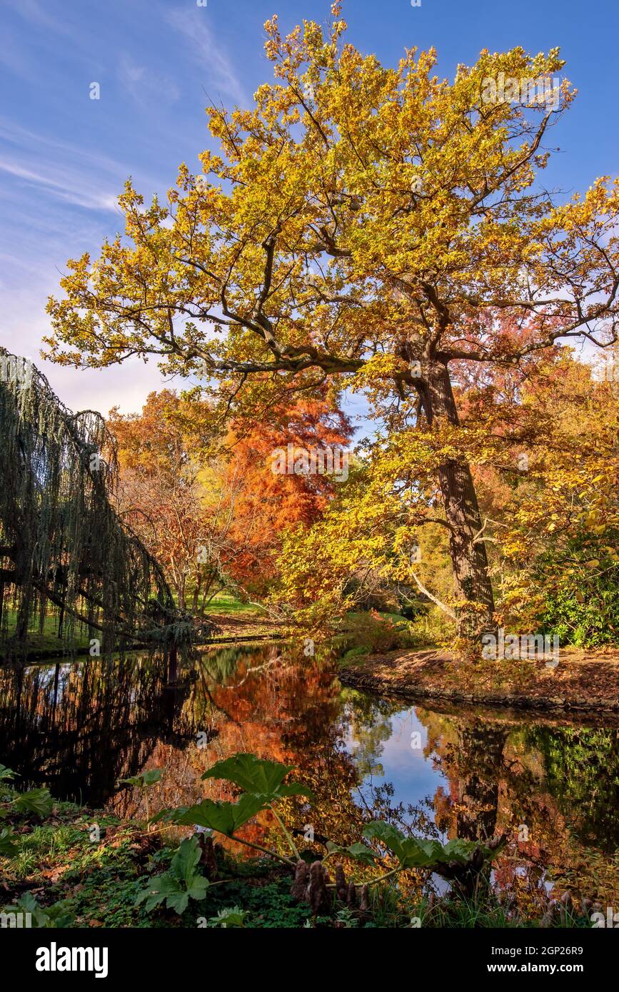 Herbstlaub und Wasserspiegelungen in einem Teich im Arboretum Vallee aux Loups in der Nähe von Paris, Frankreich. Stockfoto