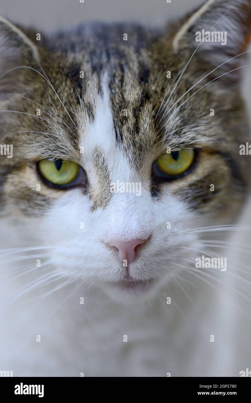 Larry the Downing Street Cat - seit 2011 Chief Mouser im Kabinett - in der Downing Street Stockfoto