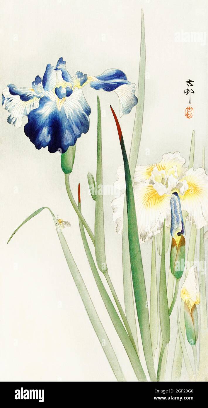 Irises (1900 - 1936) von Ohara Kos (1877-1945). Stockfoto
