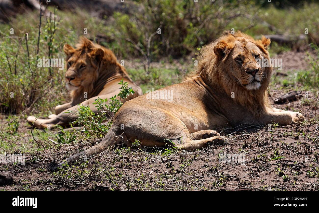 2 Löwen, liegend, wachsam, große Wildkatzen, Panthera leo, Fleischfresser, Tierwelt, Tier, wildes Raubtier, Serengeti-Nationalpark, Tansania, Afrika Stockfoto