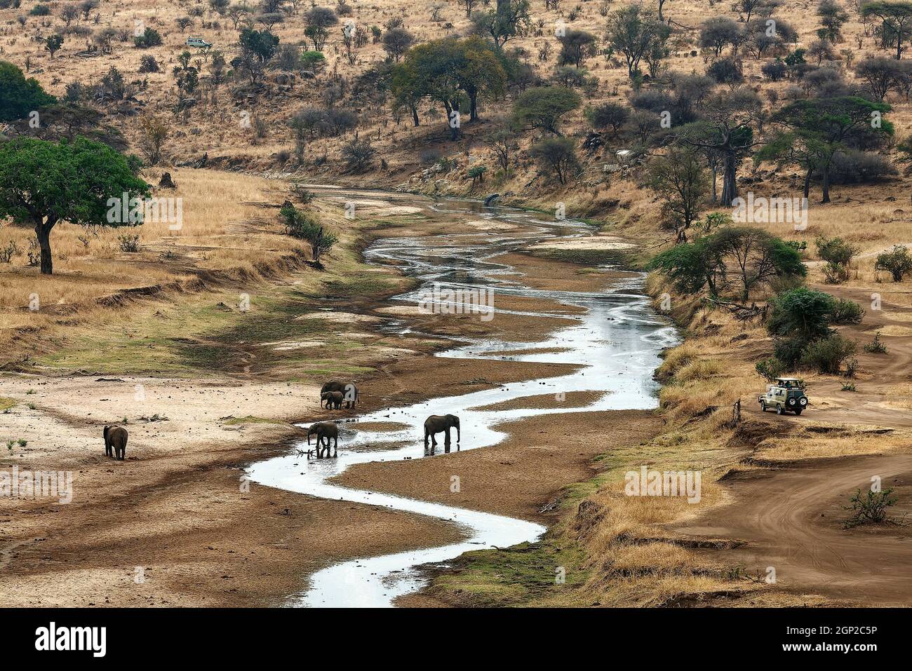 5 afrikanische Elefanten, am seichten Bach, Wasser, Szene, Safari SUV, Loxodanta africana, Pflanzenfresser, größtes Landsäugetier, Tierwelt, Tarangire National Pa Stockfoto