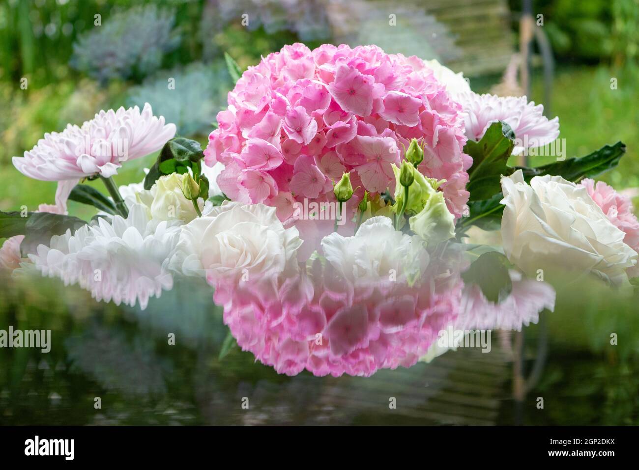 Rosa Hydrangea Blume, Reflexionen Stockfoto