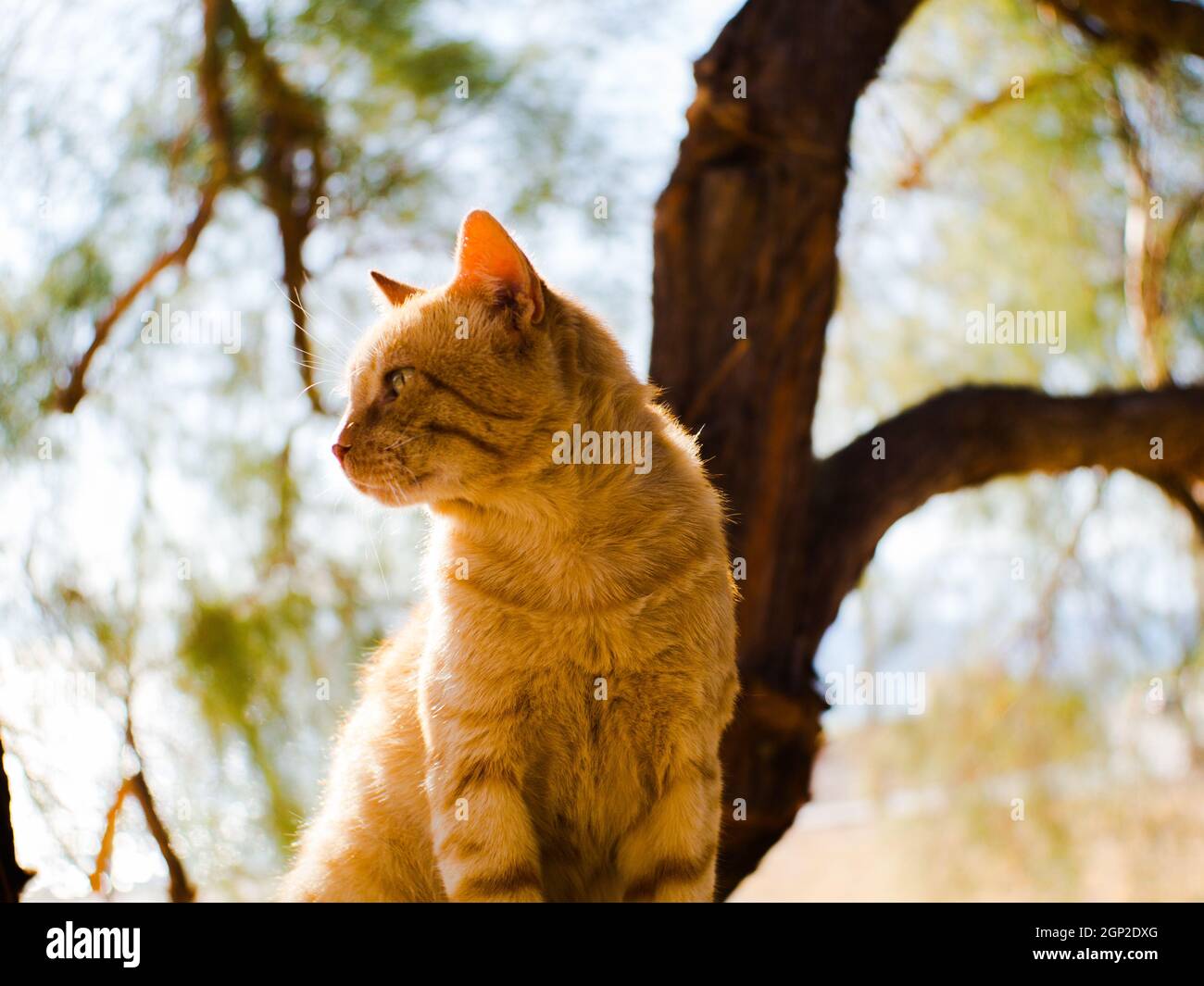 Ingwer-Katze zeigt nach links Stockfoto