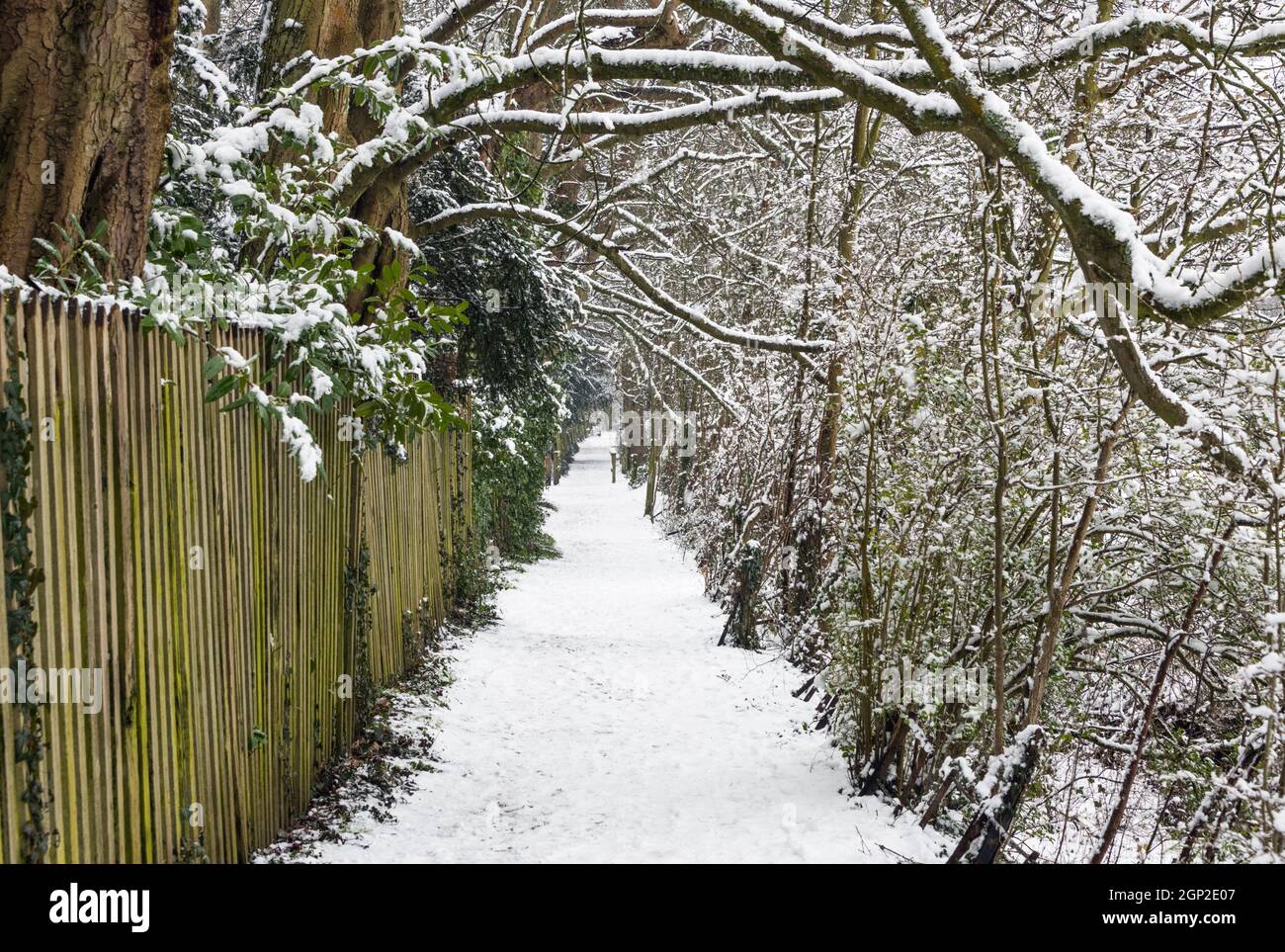 Darlands Nature Reserve im Winter, Borough of Barnett, London, England Stockfoto