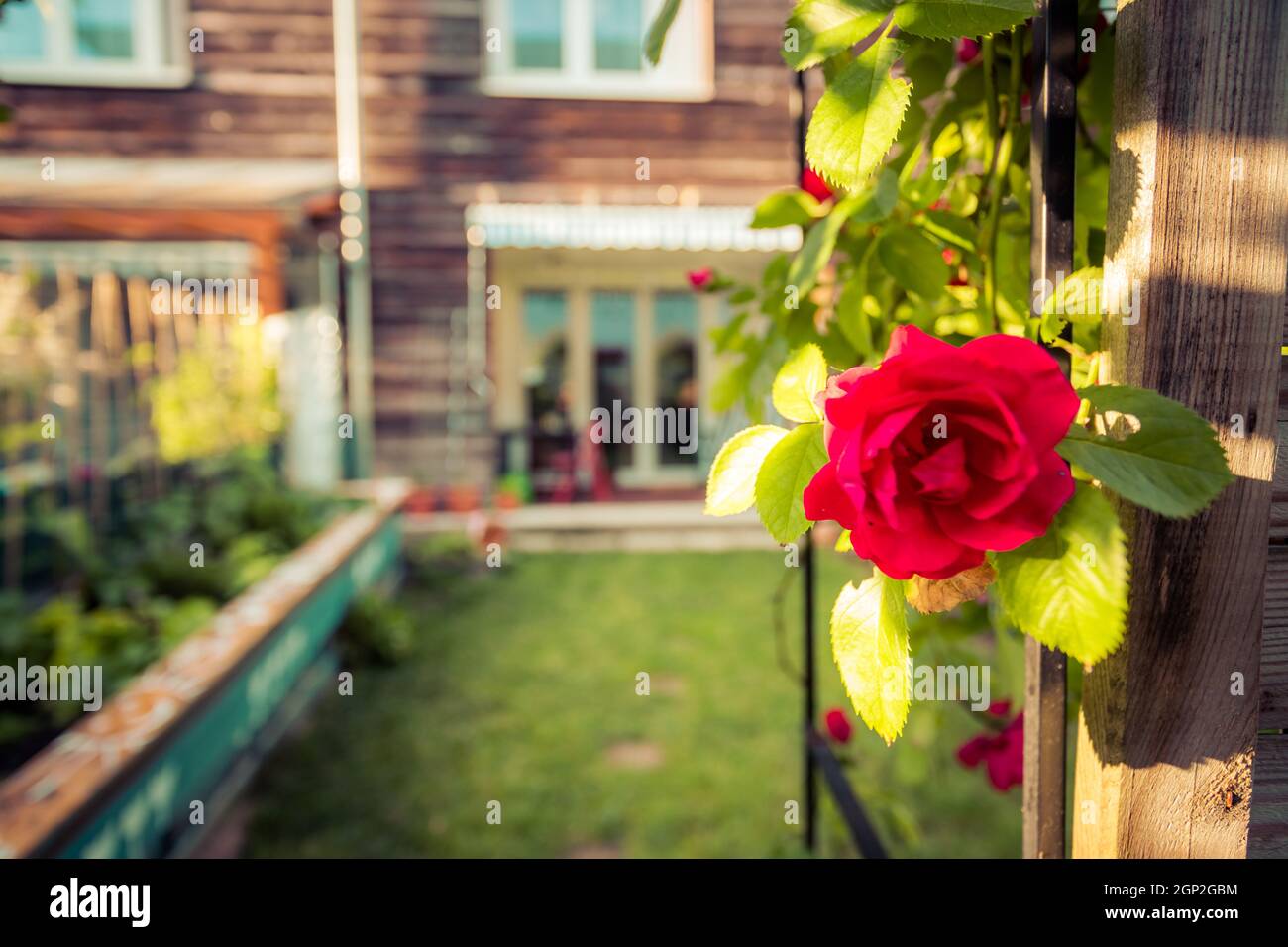 Rote Rosenblüte und kleiner Garten mit erhöhtem Bett im verschwommenen Hintergrund Stockfoto
