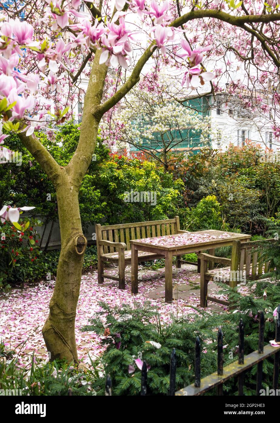 Blühender Magnolienbaum in einem Garten in Kensington, London, England Stockfoto