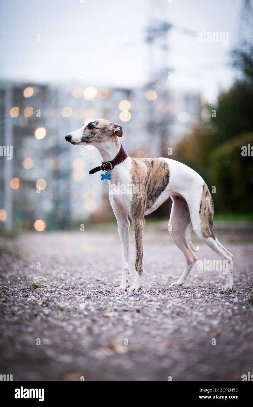 Weiß und beige Tiger Farbe Hund Whippet Rasse steht auf Die Abendstraße im Park vor dem Hintergrund von Ein Gebäude mit dem Licht an Stockfoto