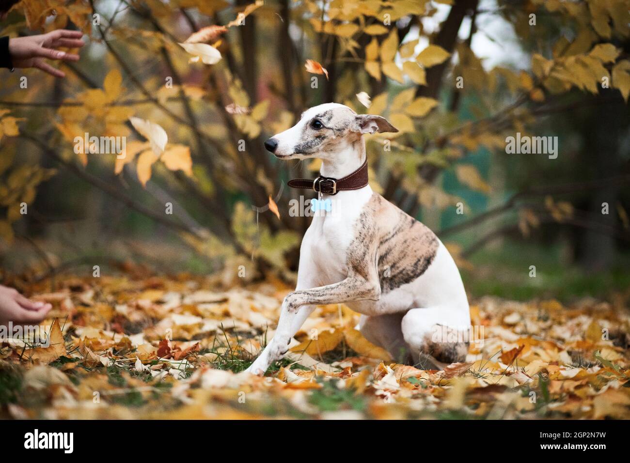 Weiß und beige Tiger Farbe Hund Whippet Rasse sitzt in Der Fall vor der Kulisse eines Herbstbaums mit Gelbes Laub und Wind weht Stockfoto