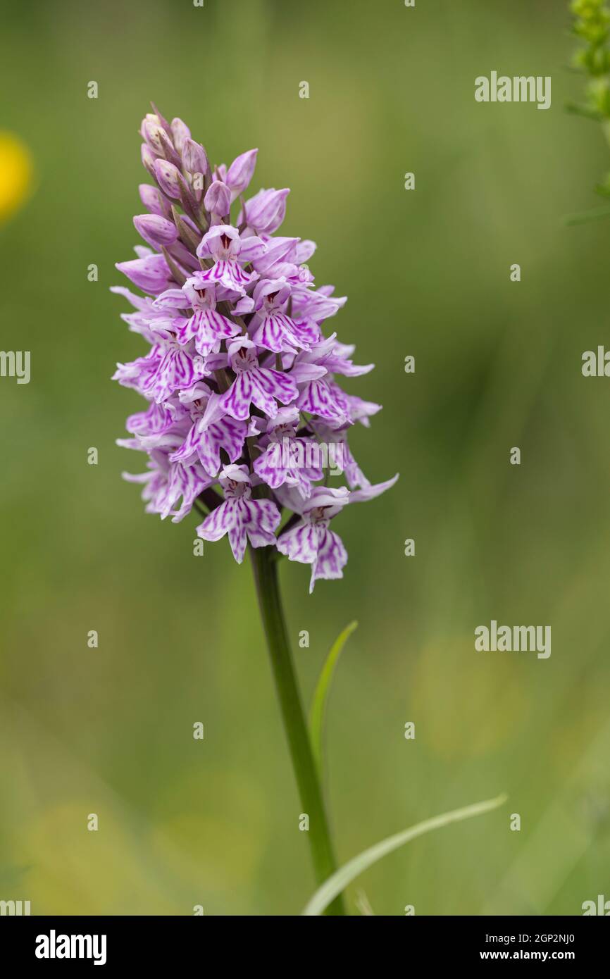 Nahaufnahme einer gefleckten Orchidee, die auf Morgans Hill, einem Standort von spezial Scientific Interest (SSSI), Wiltshire, England, Großbritannien, blüht Stockfoto