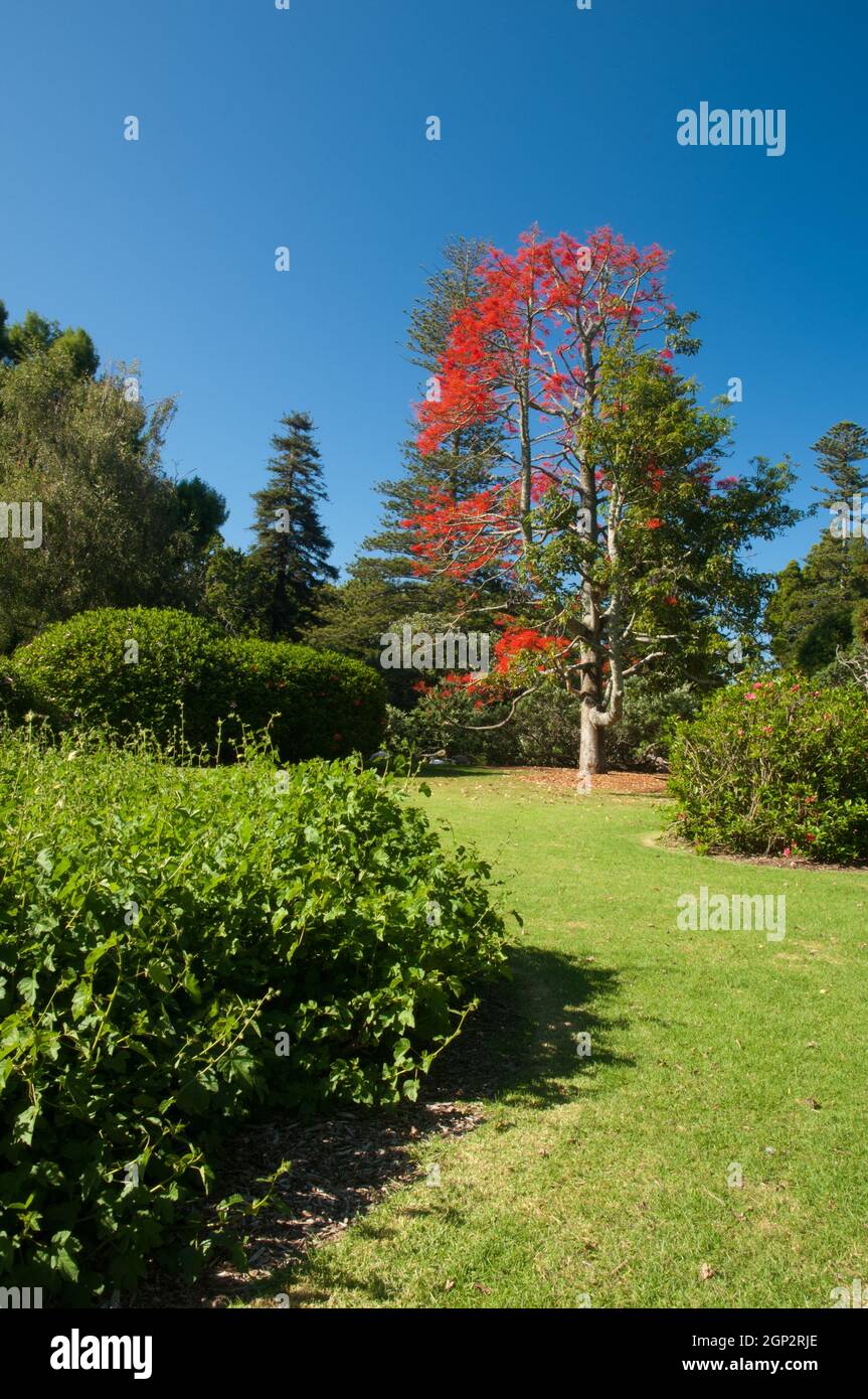 Garten mit einem Illawarra Flammenbaum Brachychiton acerifolium im Hintergrund. Auckland Domain. Auckland. Nordinsel. Neuseeland. Stockfoto