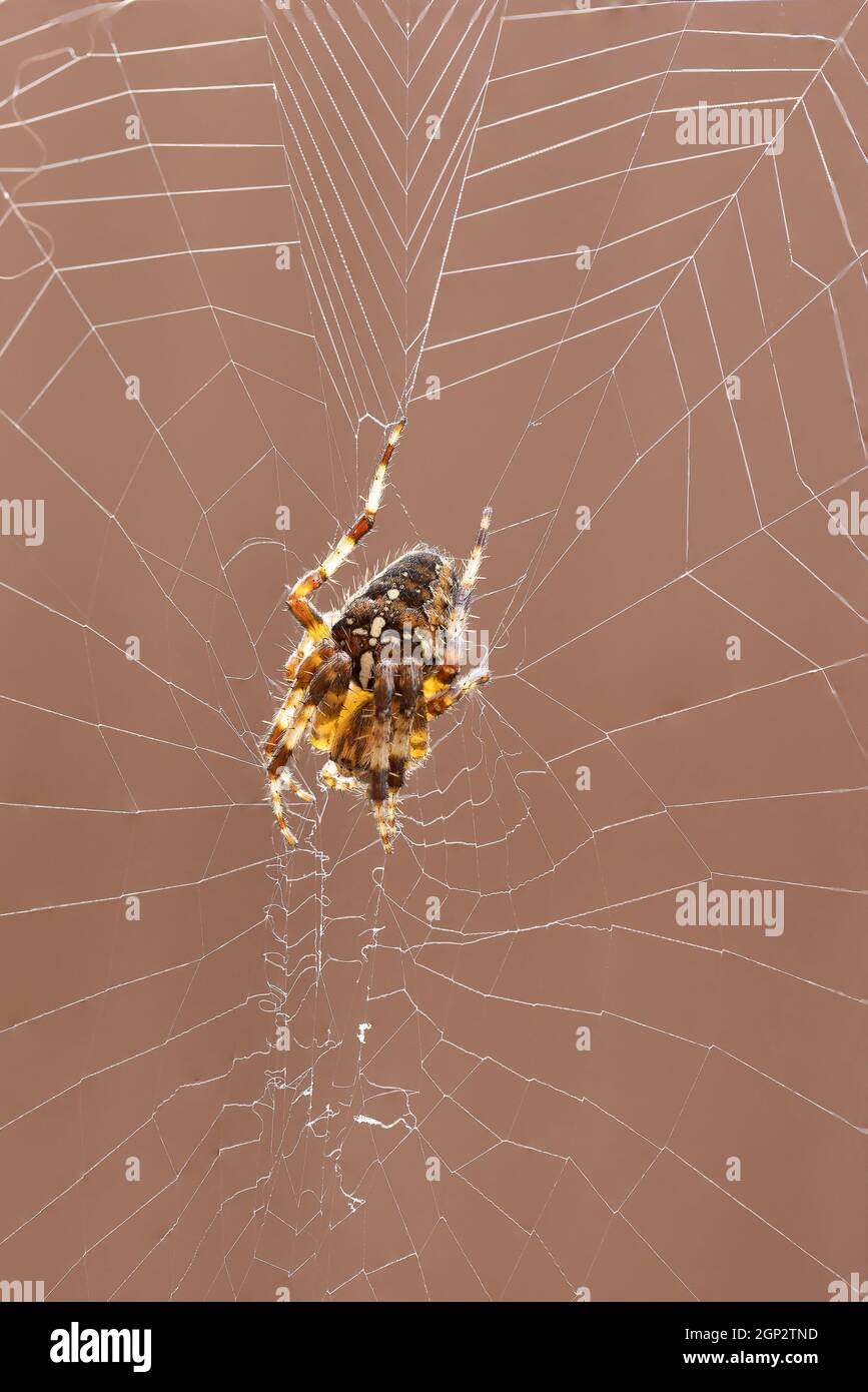 Kreuzspinne (Araneus Diadematus) Stockfoto