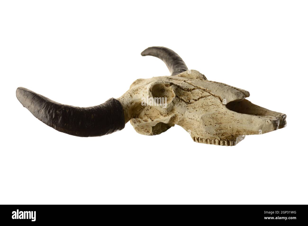 Ein Nachbau Rams Kopf Schädel isoliert auf einem weißen Hintergrund. Stockfoto