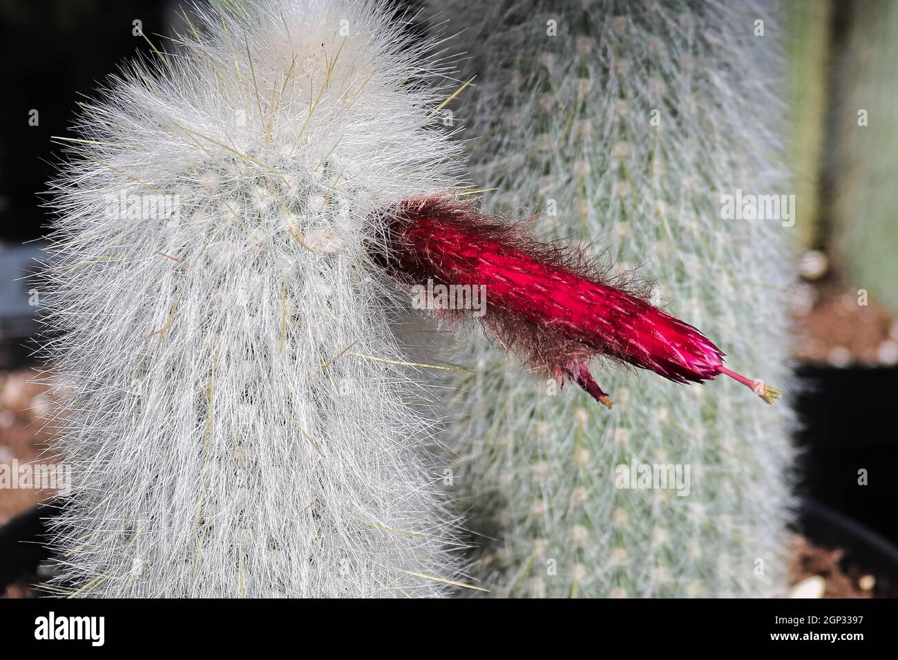 Nahaufnahme der röhrenförmigen Blüten auf einem Silver Torch Cactus. Stockfoto