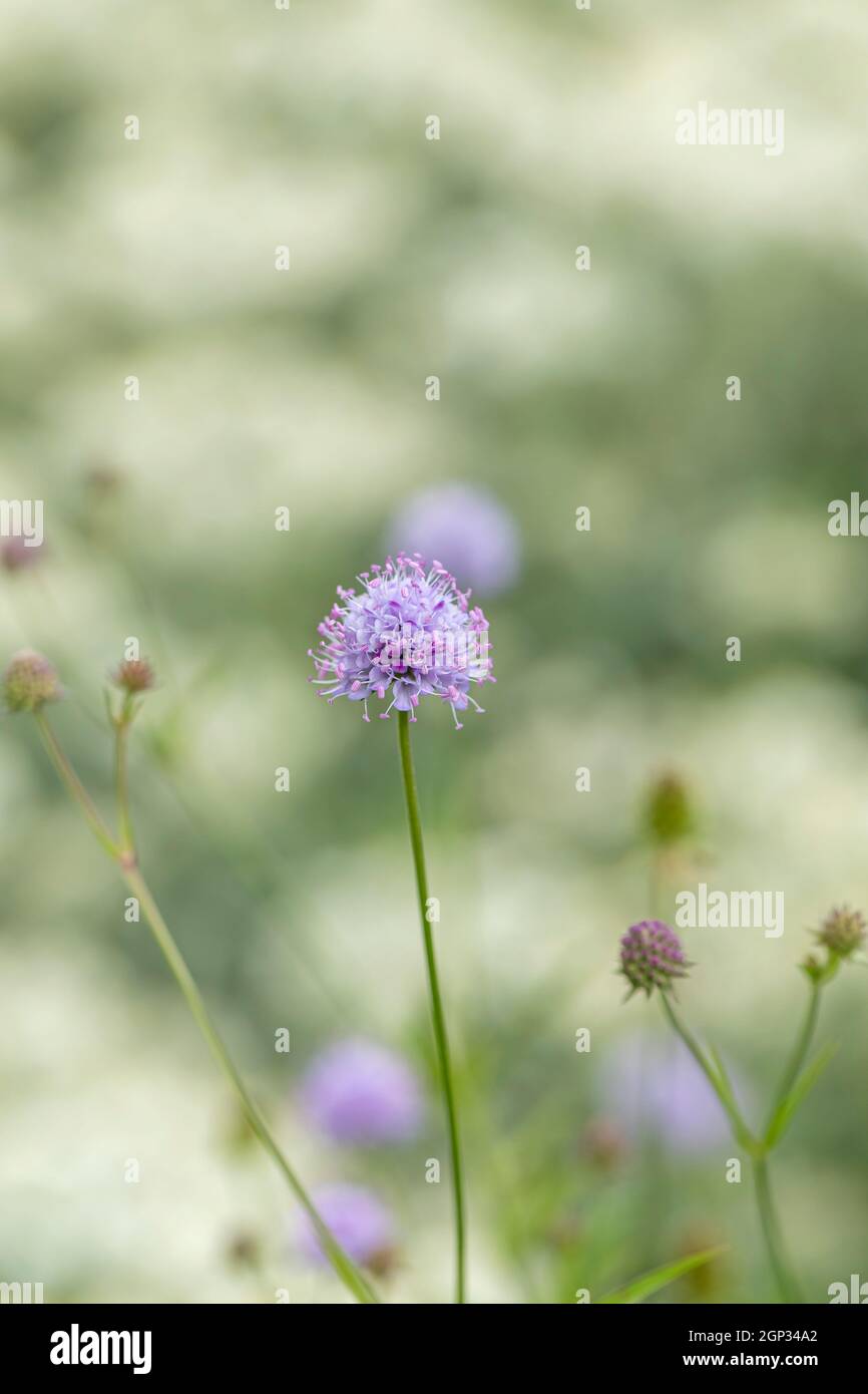 Nahaufnahme von Wildblumen die schabige Blüte auf Morgans Hill, einem Standort von spezial Scientific Interest (SSSI), Wiltshire, England, Großbritannien Stockfoto