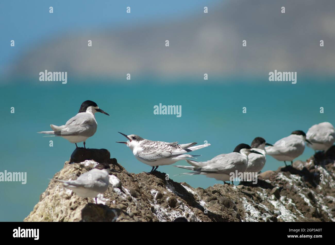 Seeschwalbe Sterna striata. Jugendliche bitten um Nahrung. Cape Kidnappers Gannet Reserve. Nordinsel. Neuseeland. Stockfoto