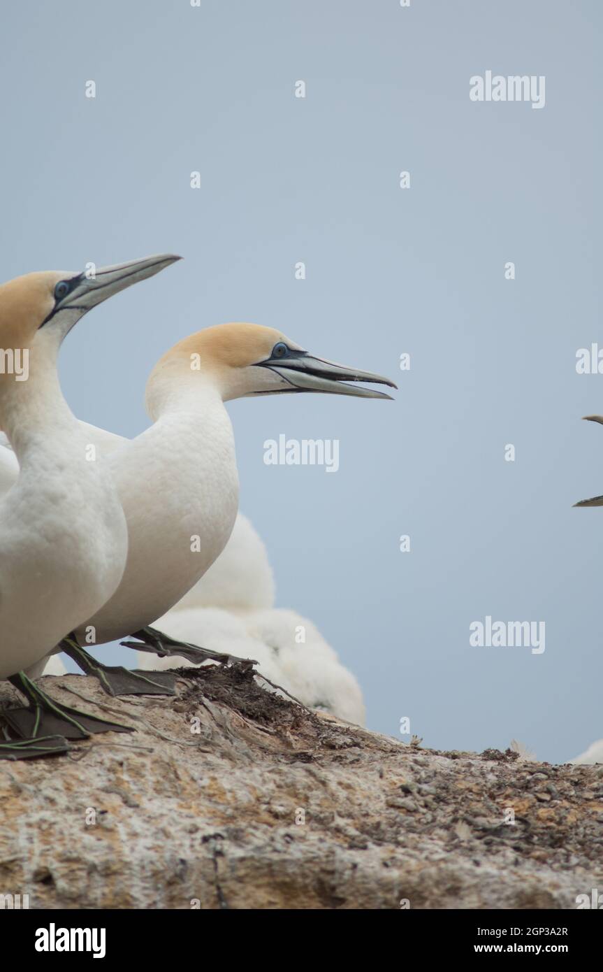 Australasian Tölpel Morus Serrator konfrontiert mit einem anderen Paar. Black Reef Gannet Colony. Cape Kidnappers Gannet Reserve. Nordinsel. Neuseeland. Stockfoto