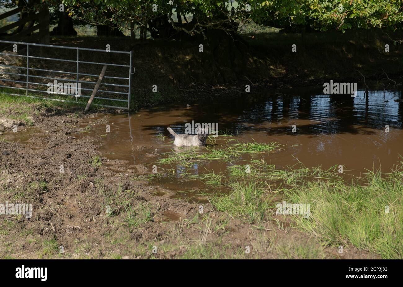 Cream Cairn Terrier Dog Paddeln in einem stagnierenden Wasserbecken auf dem Moor im Exmoor National Park im River Barle Valley Stockfoto