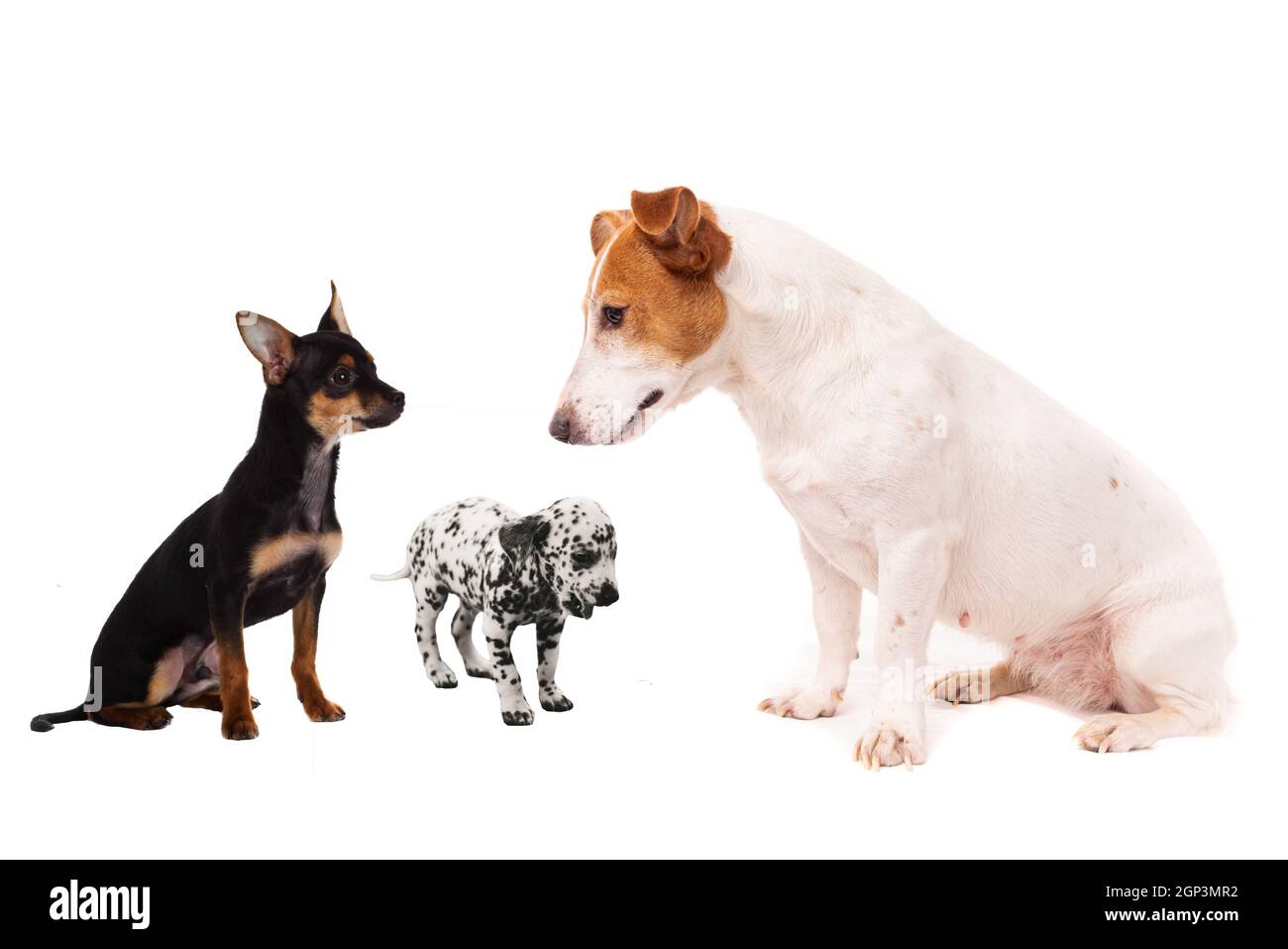 Gruppe von Hunden. Nahaufnahme der Welpen, isoliert auf weißem Stockfoto