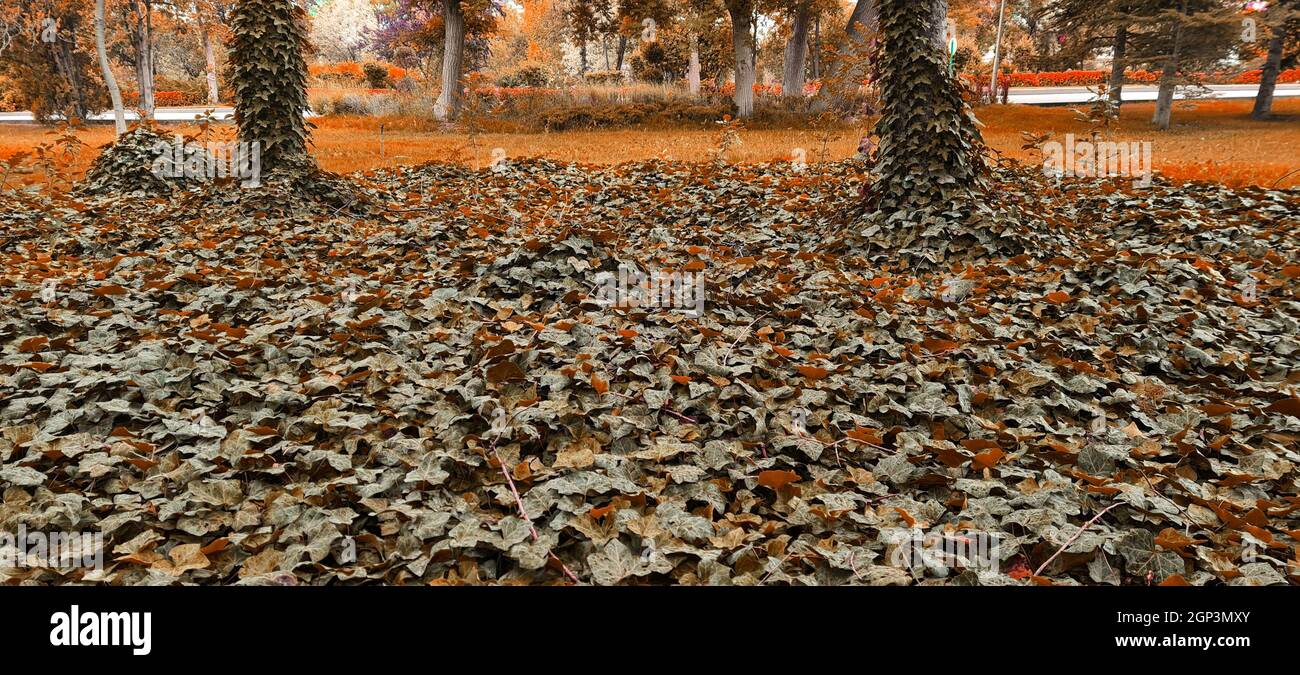 Herbstlandschaftsbild, Bäume und Blätter, Oktober - November Stockfoto