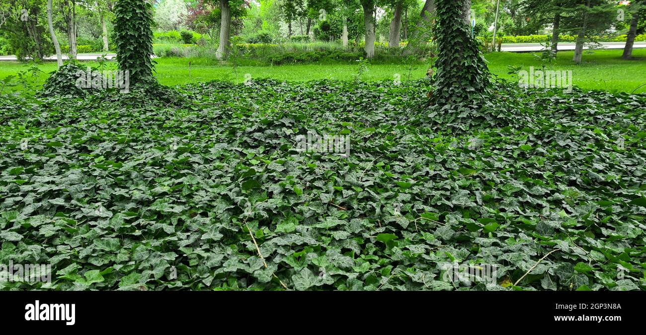 Grün ıvy zu grünen Bäumen verwickelt Stockfoto