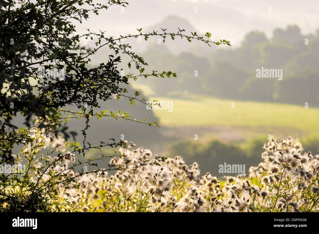 Am frühen Morgen auf dem Land um Longnor, Staffordshire, Peak District National Park. Stockfoto