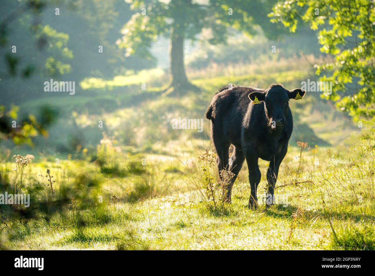 Kuh auf einem Feld an einem Sommermorgen Stockfoto