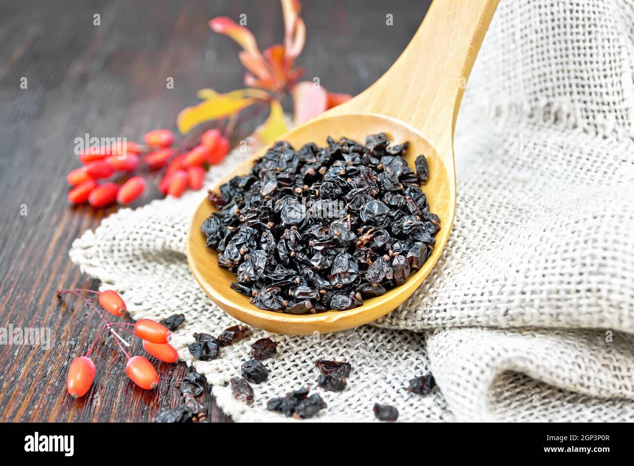 Getrocknete schwarze Berberitze in einem Löffel auf dem Säcken, Zweige mit frischen Beeren und Blätter auf einem dunklen Holzbrett Hintergrund Stockfoto