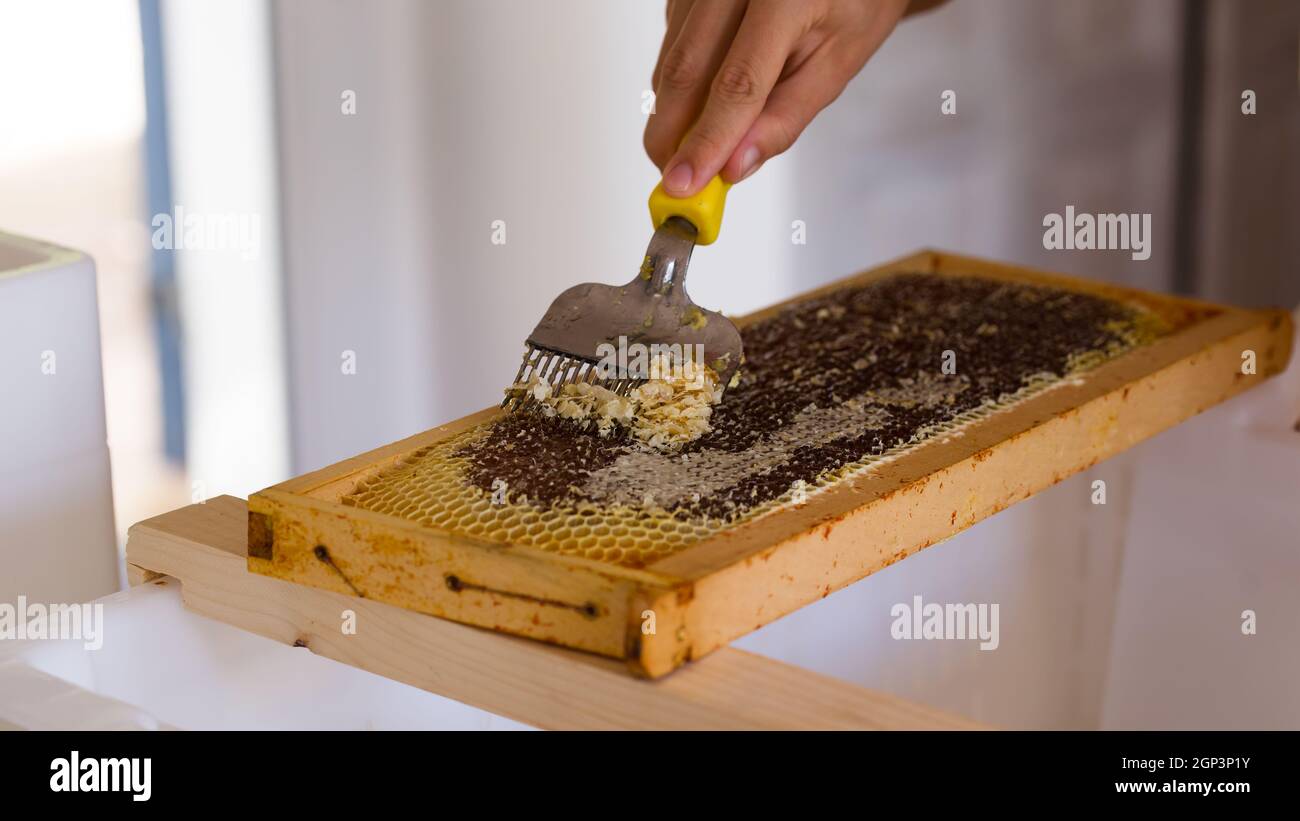 Entkappung und Öffnung von Honigrahmen zum Sammeln von Honig. Stockfoto