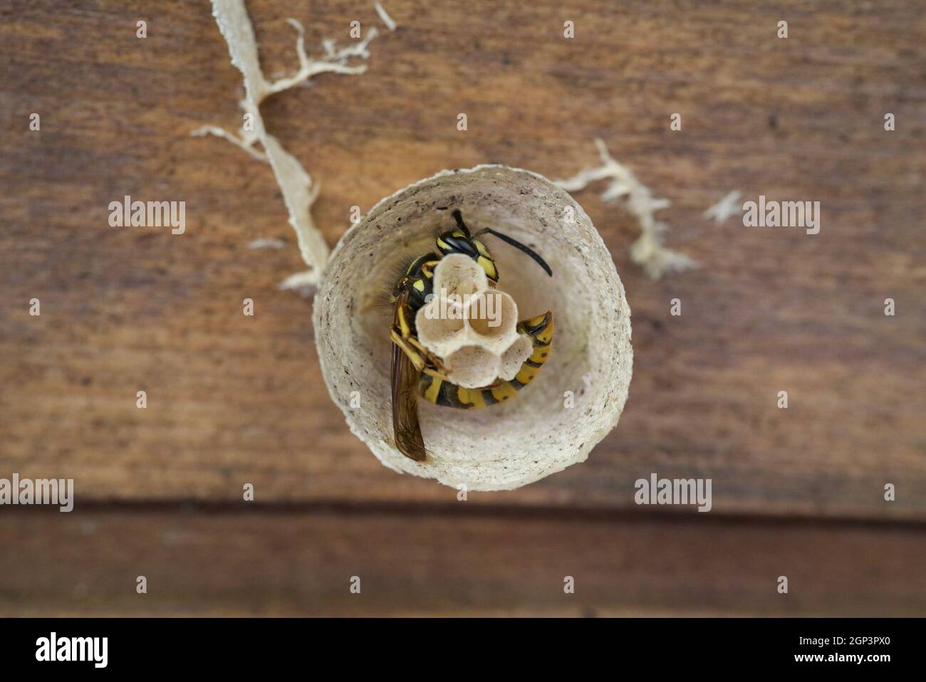 Queen Wespe frühen Stadien der Errichtung eines Nestes im Gartenschuppen Großbritannien. Königin Wespe in einem Nest, mit Eiern. Wespennest. Wespeneier. Vespula vulgaris, gewöhnliche Wespe Stockfoto