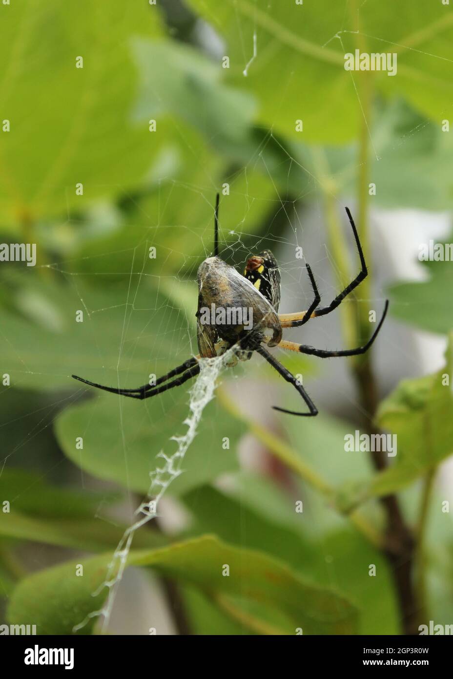 Schwarze und gelbe Gartenspinne Argiope aurantia, die Beute in Feigenbaum frisst Stockfoto