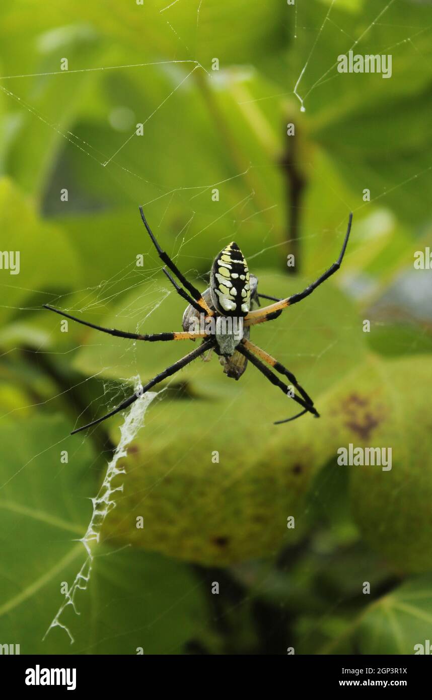 Schwarze und gelbe Gartenspinne Argiope aurantia, die Beute in Feigenbaum frisst Stockfoto