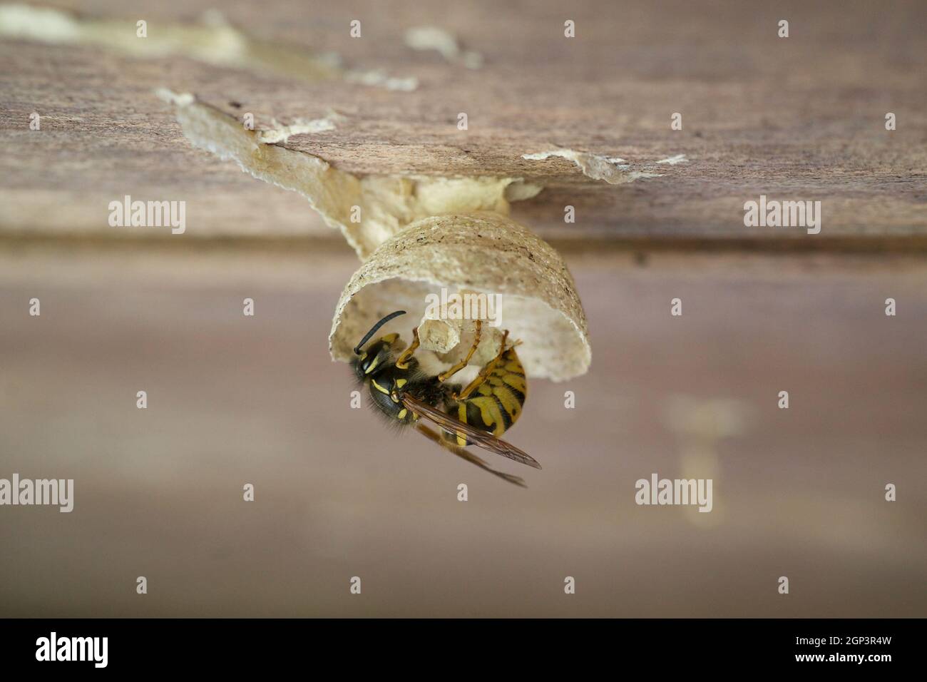 Queen Wespe frühen Stadien der Errichtung eines Nestes im Gartenschuppen Großbritannien. Königin Wespe Gebäude Nest, mit Eiern. Wespennest. Wespeneier. Vespula vulgaris, gewöhnliche Wespe Stockfoto