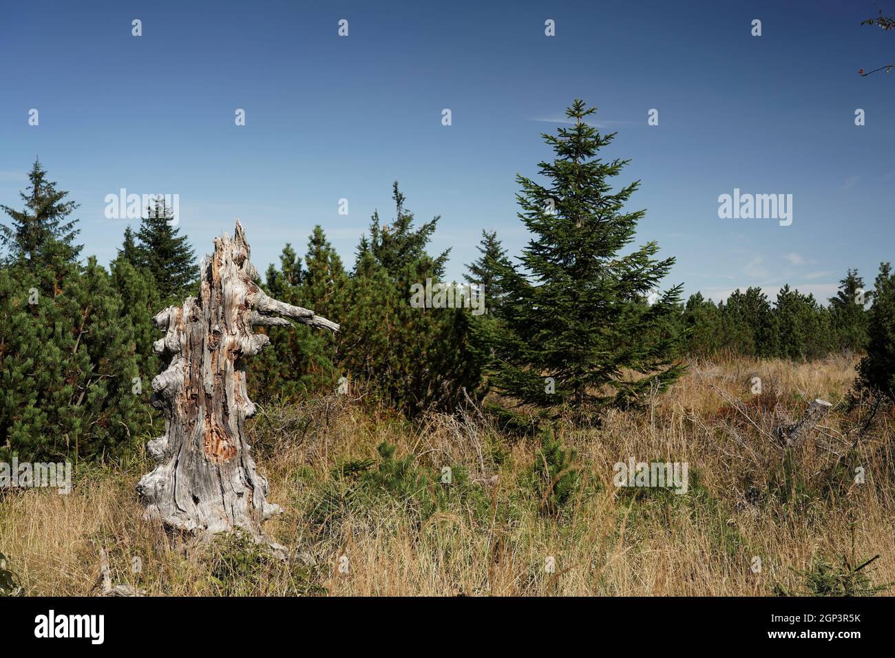September im Isergebirge, Stamm eines toten Baumes, Überreste nach einer ökologischen Katastrophe, junger Kiefernwald, Herbstlandschaft Stockfoto