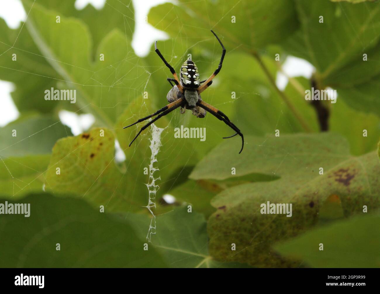 Schwarze und gelbe Gartenspinne Argiope aurantia, die Beute in Feigenbaum frisst Stockfoto